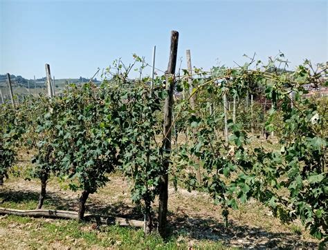 Grandinata In Piemonte Gi Iniziata La Stima Dei Danni Millevigne