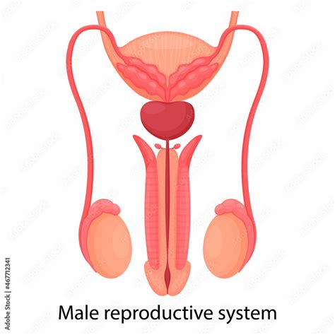 Male Reproductive System Isolated On White Background Front View Vector Illustration Flat