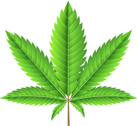 Ilustra O De Folha De Maconha Png