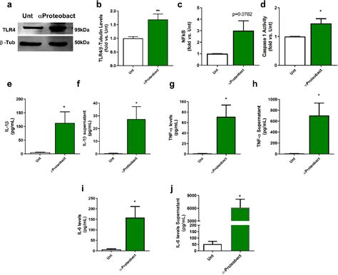 PDF The Role Of BacteriaMitochondria Communication In The Activation