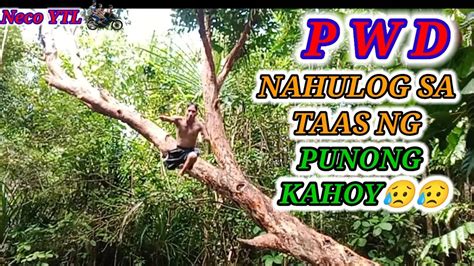 Pwd Nahulog Sa Taas Ng Punong Kahoy Youtube