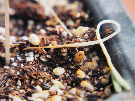 9 Ways To Prevent Damping Off In Seedlings Hint Cinnamon Wont Help