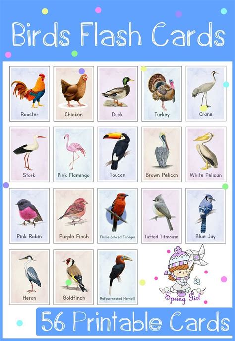 Birds Colorful Flash Cards 56 Different Nomenclature This Set Can Be