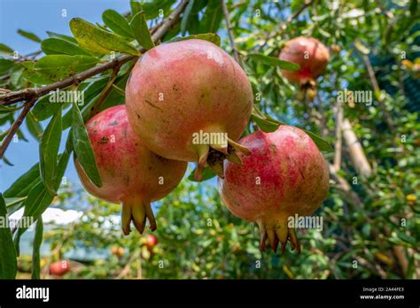 Granada punica granatum fruta de un árbol de Bussolengo Véneto