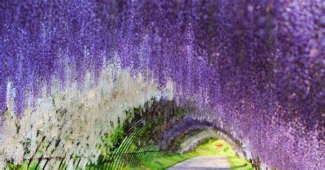 Wisteria Flower Tunnel Japan 83 Unreal Places You Thought Only