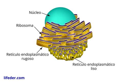 Que Es El Reticulo Endoplasmatico Rugoso En La Celula Vegetal My Bios