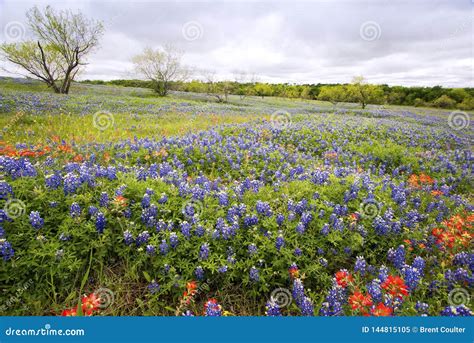 Bluebonnets Near Ennis, Texas Stock Image - Image of peaceful, austin ...