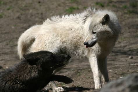 junio Impresionante observación el lobo blanco y el lobo negro pueblo