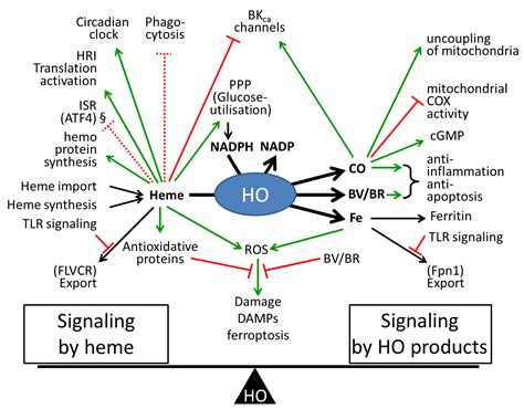 Antioxidants Free Full Text Role Of Heme Oxygenase As A Modulator