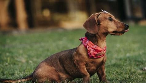 Cachorro Desconfiado Como Reconhecer E Ajudá Lo