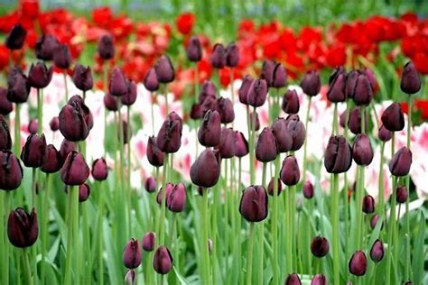 Best Spring Bulbs For The Arid West Region