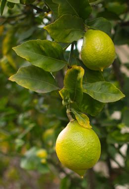 Lemon Lime Marmalade East Of Eden Cooking