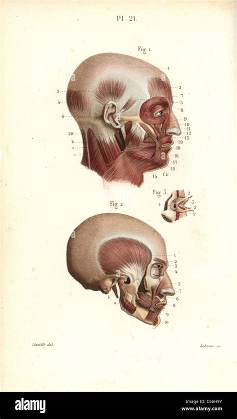 Muscles Of The Head Stock Photo Alamy