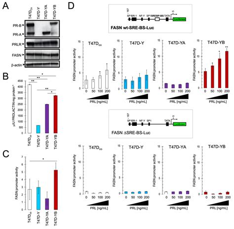 Progesterone Receptor Isoform Dependent Cross Talk Between Prolactin