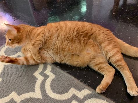 Karma Kat Cafe connects cats with their ‘furever’ homes | by Sara