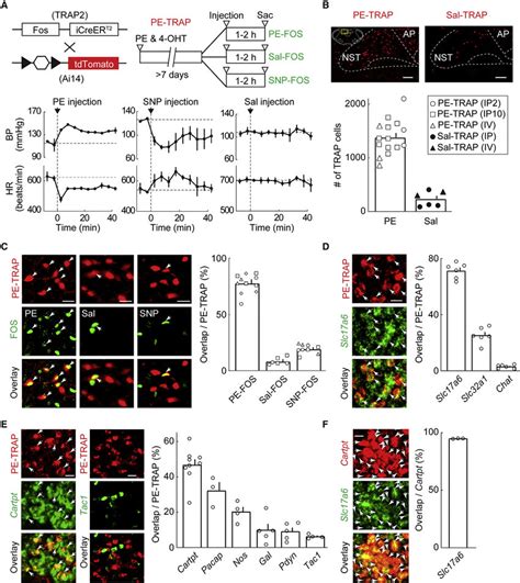 Activity Dependent Genetic Labeling Of Nst Barosensitive Neurons A