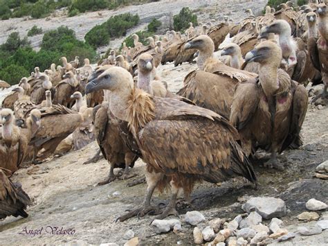 Un Lugar Para Las Aves Casa De Los Buitres De Santa Cilia De Panzano