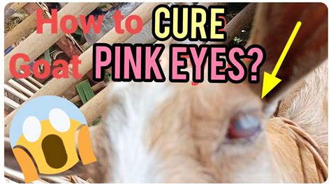 Paano Gamutin Ang Pink Eyes Ng Kambing Ganon Pala Yon YouTube