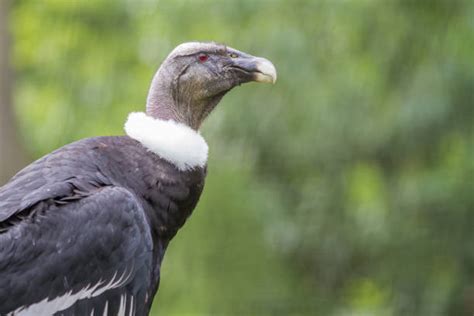 300 African Condor Stock Photos Pictures And Royalty Free Images Istock