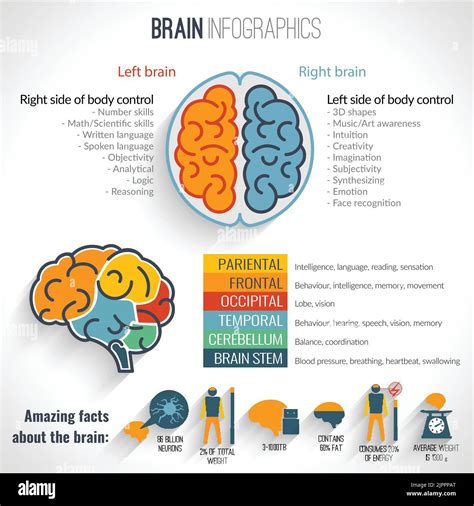 Estructura del cerebro conjunto de infografías de hemisferios izquierdo