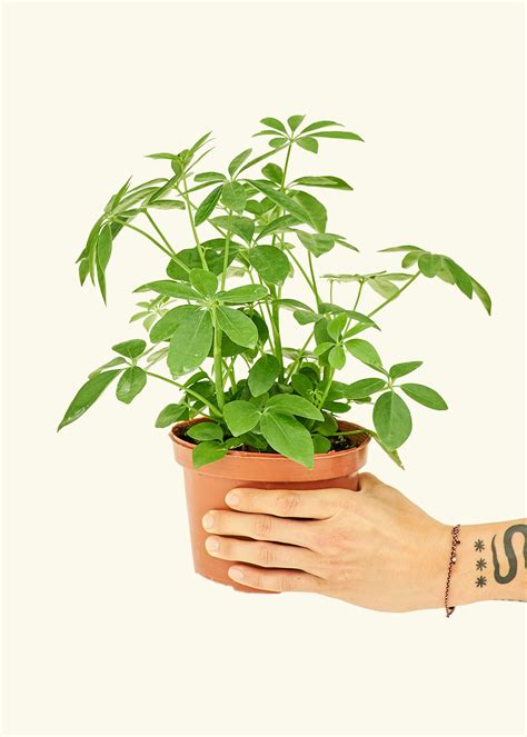 Dwarf Umbrella Tree Medium Blackwater Nursery