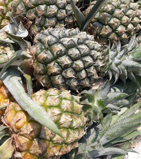 The Pineapple Ananas Comosus Is A Tropical Plant With An Edible Fruit