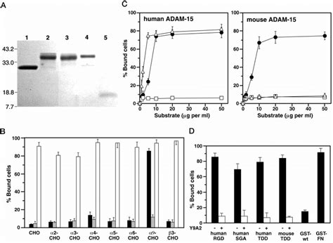 Specific Binding Of Adam To Integrin In An Rgd Independent