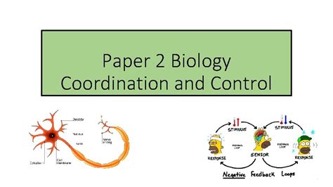 Paper 2 Biology Coordination And Control Homeostasis Definition