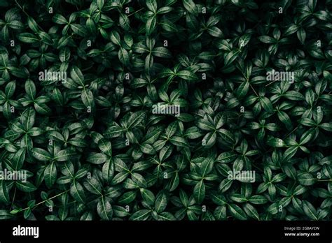 Dark Green Leaves Pattern Background Natural Background And Wallpaper