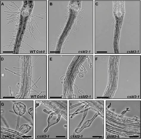 Csld2 1 Has A Defective Root Hair Phenotype That Is Different From That