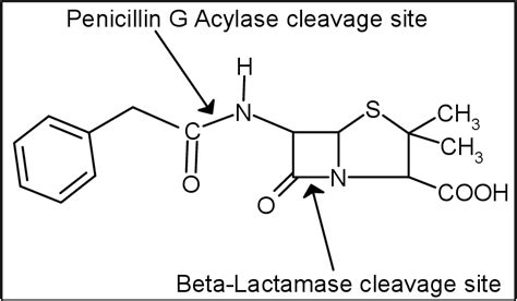 Penicillin G Acylase From Arthrobacter Viscosus Atcc Production