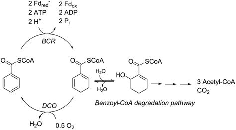 Reactions Catalyzed By Class I Benzoyl‐coa Reductase Bcr And