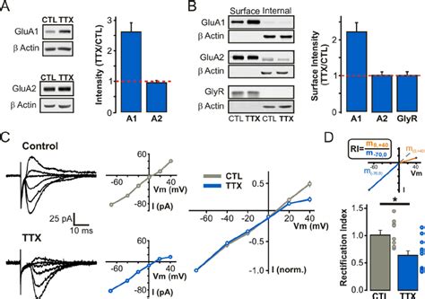 Increased Surface Expression Of Glua And The Emergence Of Inwardly