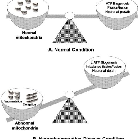 Mitochondrial Physiology In Normal And Neurodegenerative Disease