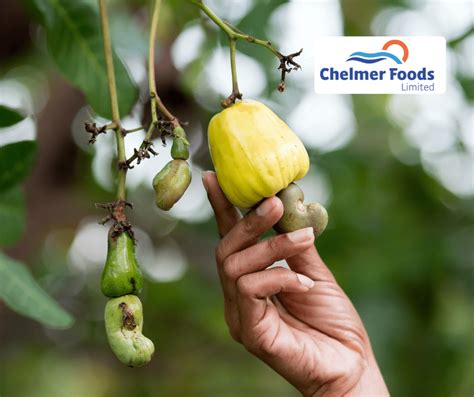Market Report Cashew Chelmer Foods
