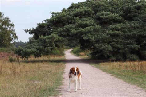 Met De Hond Naar De Hoorneboegse Heide Hondenlosloopgebied Woef Welkom