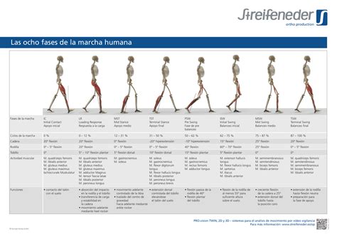 Fases Da Marcha Humana Braincp