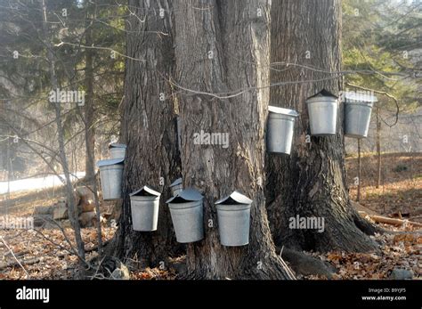 Collecting Tree Sap