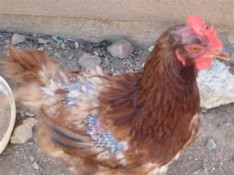 Self Reliant Network: Moulting - how, when and why chickens moult