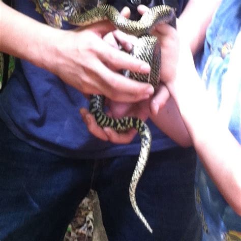 Speckled Kingsnake Project Noah