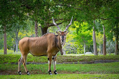 Giant Eland Stock Photos Pictures And Royalty Free Images Istock