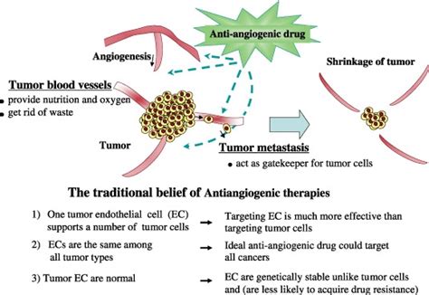 Generally Accepted Concept Of Tumor Angiogenesis And Anti Angiogenic