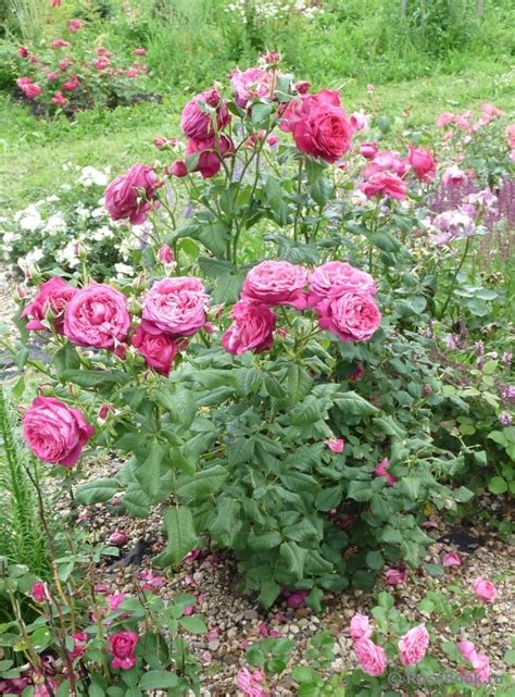 мои РОЗЫ Johann Wolfgang von Goethe Rose® | Выращивание роз ...