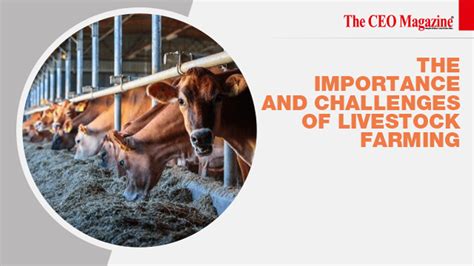 The Importance And Challenges Of Livestock Farming