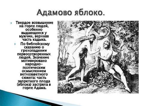 Фразеологизмы из библейских легенд Адамово яблоко Твердое