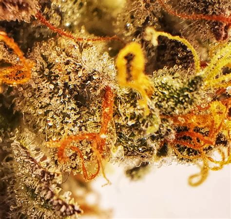 Original Glue Aka Gorilla Glue 4 Strain Info Original Glue Aka Gorilla Glue 4 Weed By