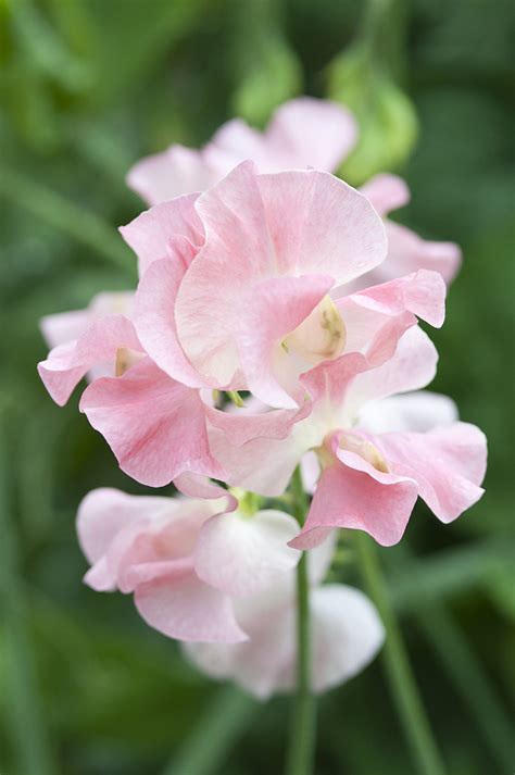 Sweet Pea Plant With Seductive Fragrance Cgtn