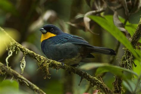Purplish Mantled Tanager Alchetron The Free Social Encyclopedia