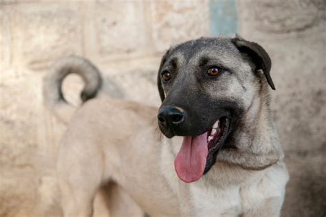 Kangal Steckbrief Charakter Haltung Geschichte