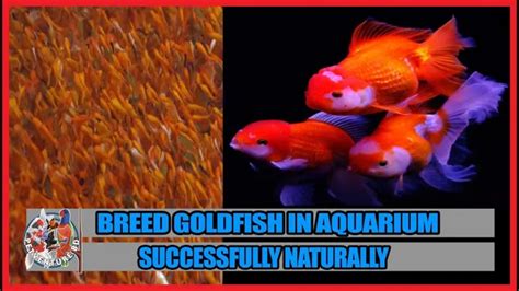 How To Breed Goldfish In My Aquarium A Step By Step Guide